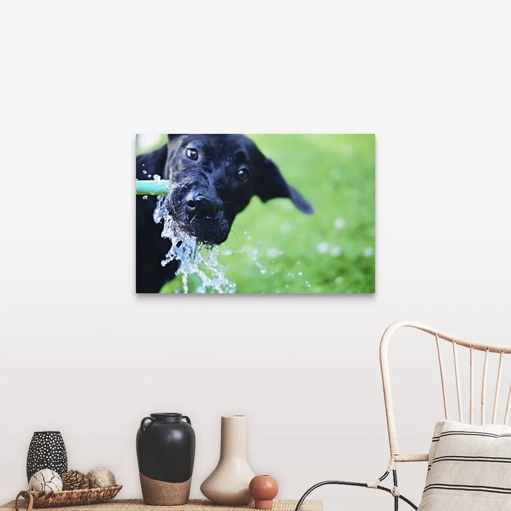 "A black Labrador mix puppy dog drinks from a water hose" Canvas Wall Art