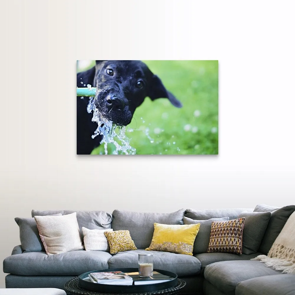 "A black Labrador mix puppy dog drinks from a water hose" Canvas Wall Art