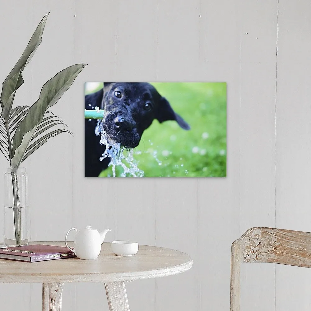 "A black Labrador mix puppy dog drinks from a water hose" Canvas Wall Art