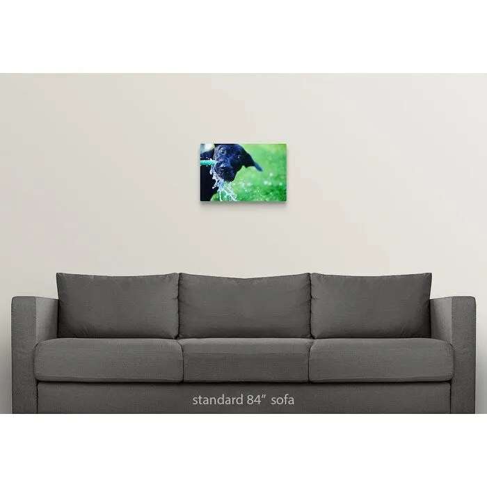 "A black Labrador mix puppy dog drinks from a water hose" Canvas Wall Art