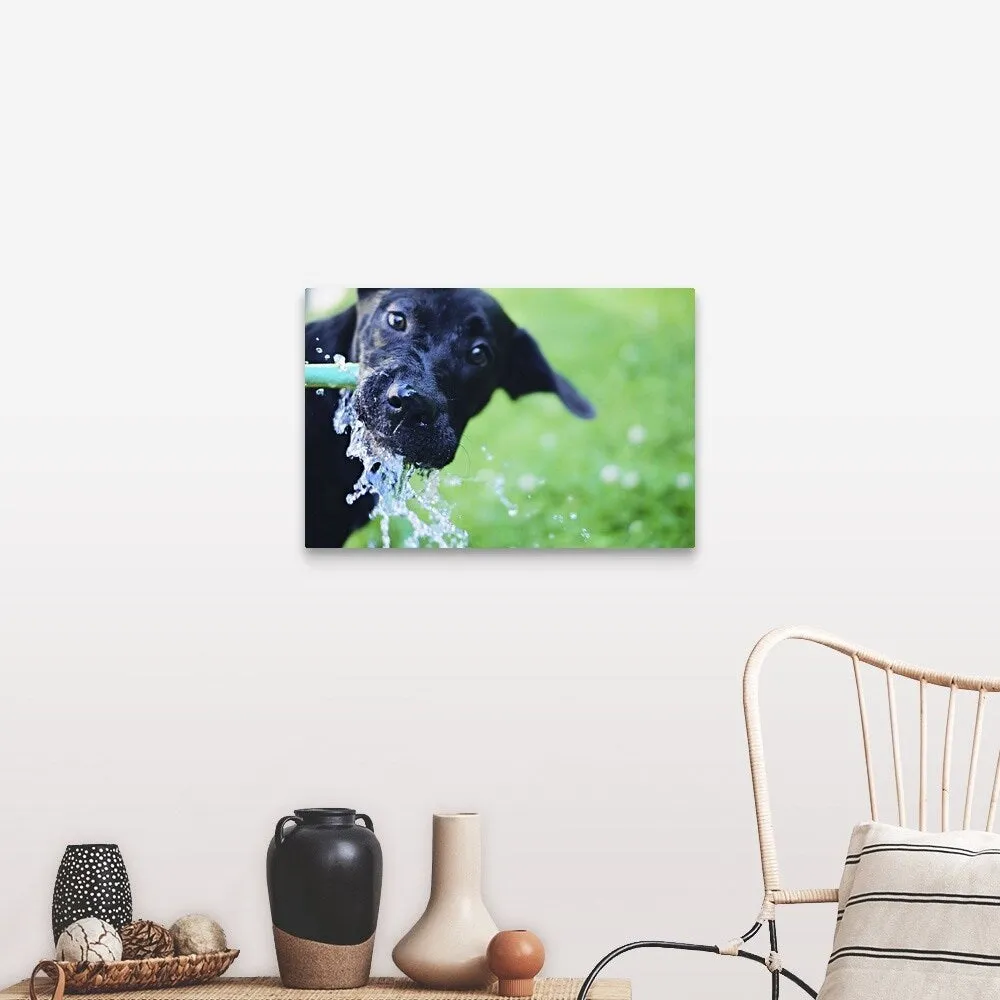 "A black Labrador mix puppy dog drinks from a water hose" Canvas Wall Art