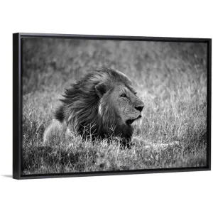 "Africa, Safari, Lion" Black Float Frame Canvas Art