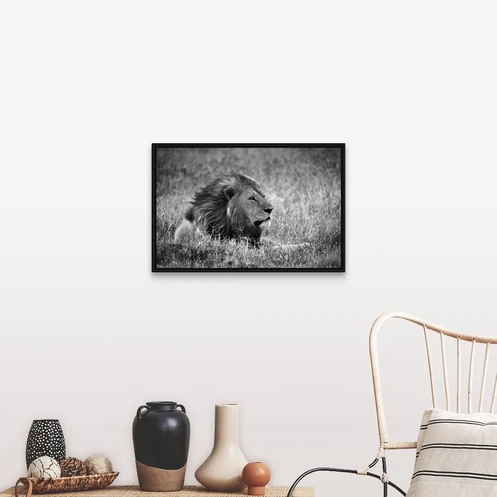 "Africa, Safari, Lion" Black Float Frame Canvas Art