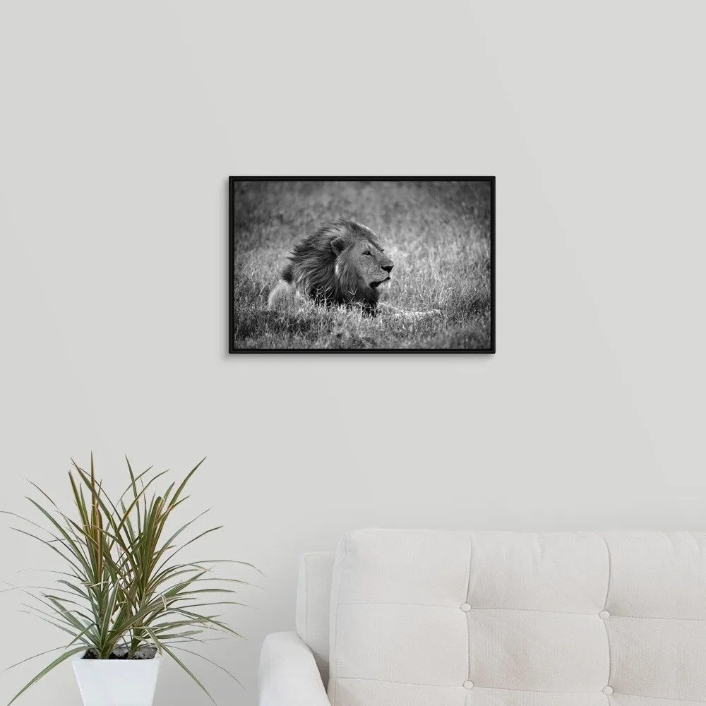 "Africa, Safari, Lion" Black Float Frame Canvas Art