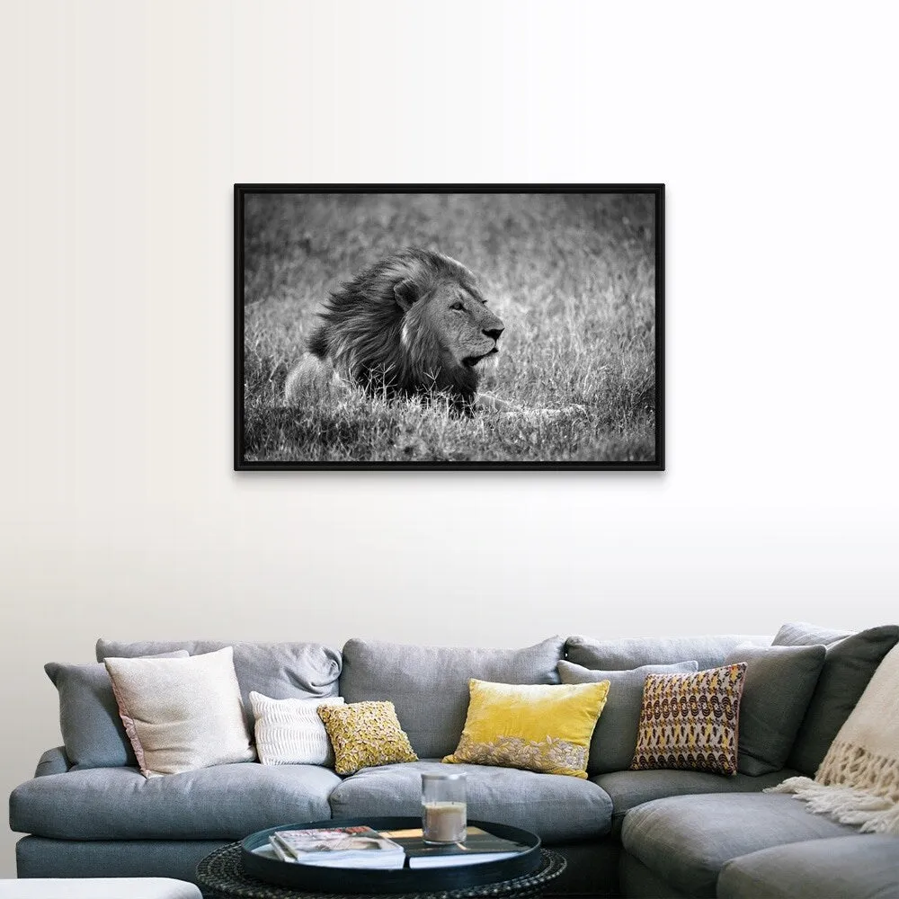 "Africa, Safari, Lion" Black Float Frame Canvas Art