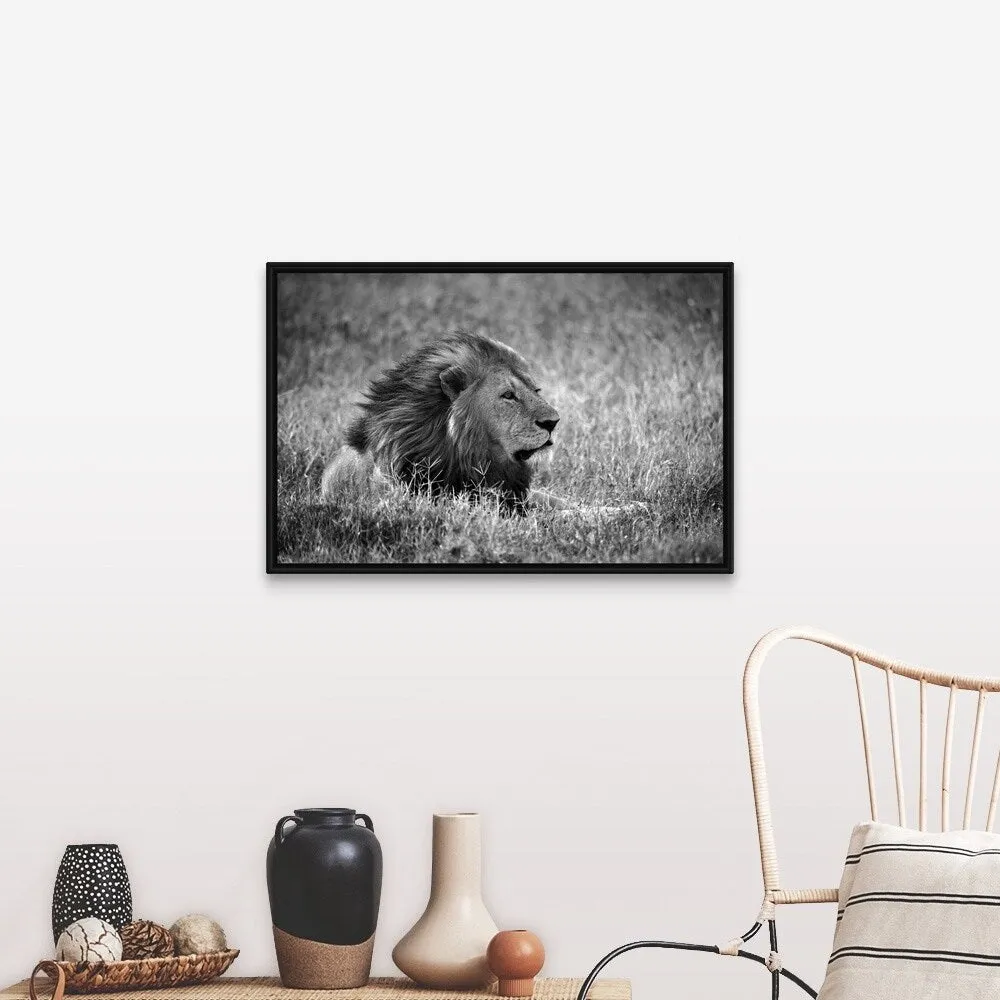 "Africa, Safari, Lion" Black Float Frame Canvas Art